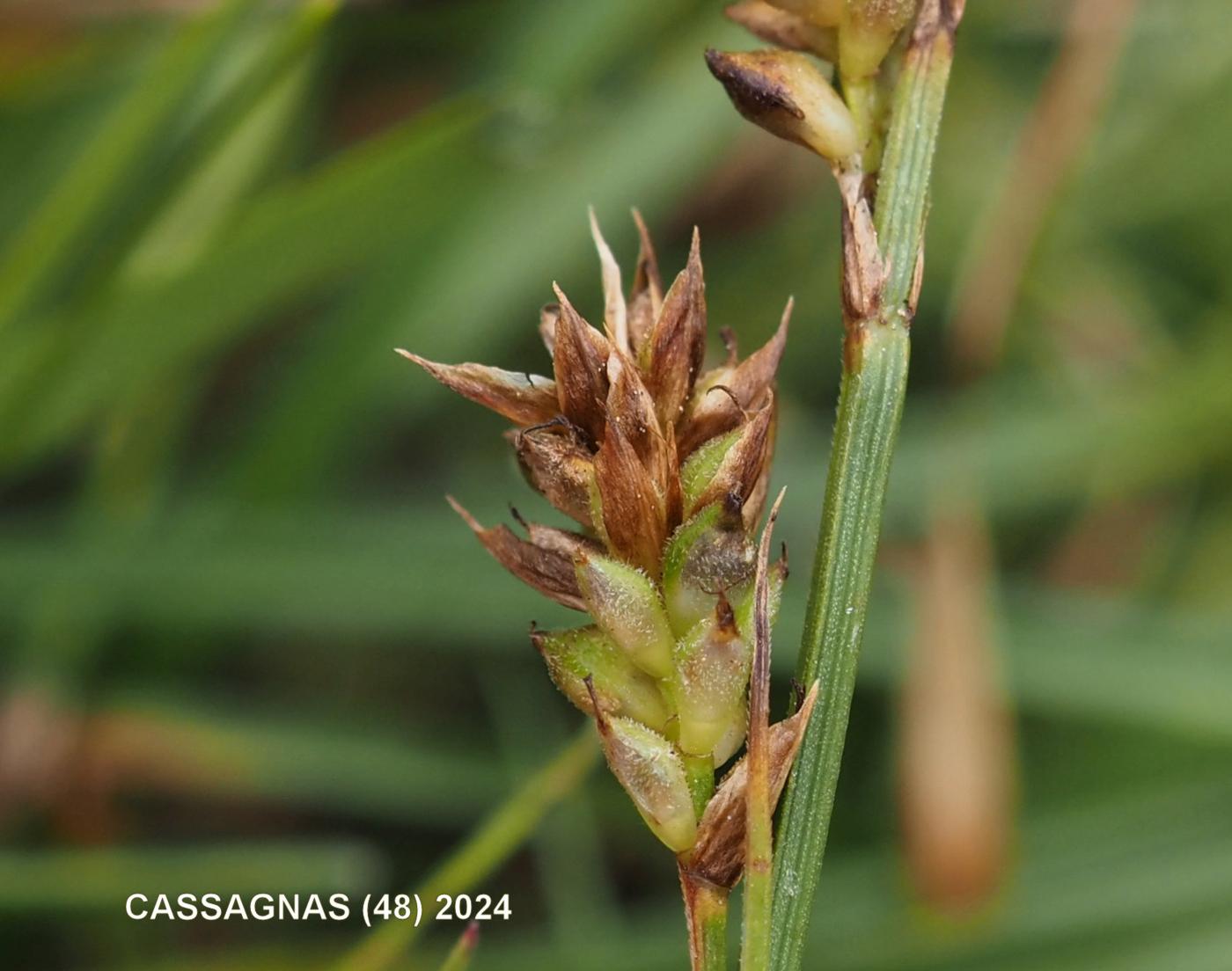 Sedge, Pill flower